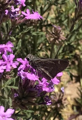 Atrytonopsis pittacus