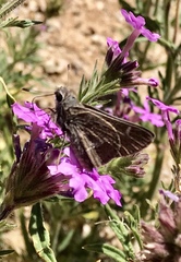 Atrytonopsis pittacus