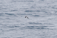 Pterodroma leucoptera