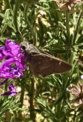 Atrytonopsis pittacus