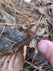 Pseudopolydesmus canadensis