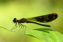 Aristocypha fenestrella