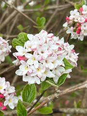 Viburnum carlesii