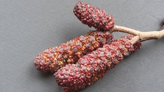 Alnus hirsuta