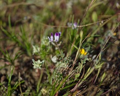 Astragalus rattanii jepsonianus