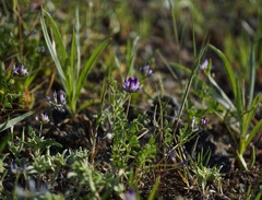 Astragalus rattanii jepsonianus