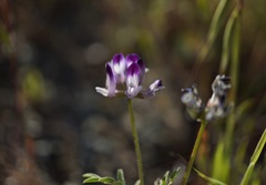 Astragalus rattanii jepsonianus