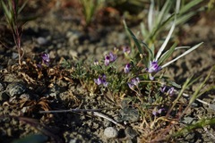 Astragalus rattanii jepsonianus