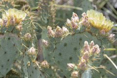 Opuntia chisosensis