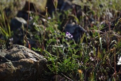 Astragalus rattanii jepsonianus