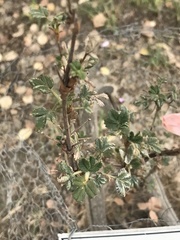 Polylepis tarapacana