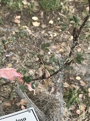 Polylepis tarapacana