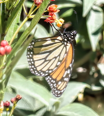 Danaus plexippus