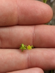 Ranunculus hebecarpus