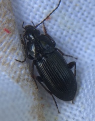Pterostichus vernalis