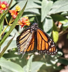 Danaus plexippus