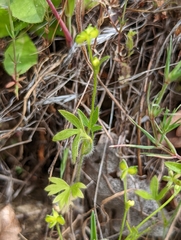 Ranunculus hebecarpus