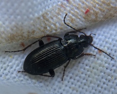 Pterostichus vernalis