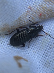Pterostichus vernalis