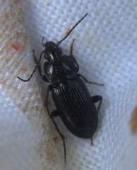 Pterostichus vernalis