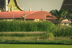 Ardea purpurea