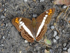 Adelpha alala