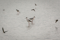 Himantopus himantopus