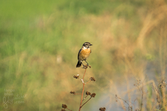 Saxicola stejnegeri