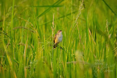 Cisticola juncidis