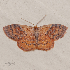 Leptostales ferruminaria