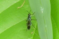 Eudmeta marginata