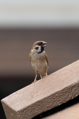Passer montanus malaccensis