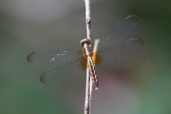 Erythrodiplax lativittata
