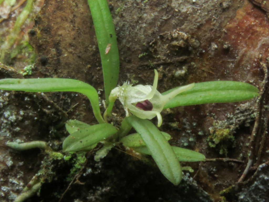 Diodonopsis pygmaea