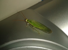 Panchlora nivea