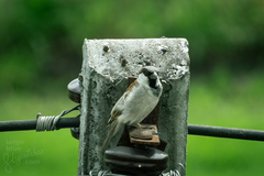 Passer domesticus