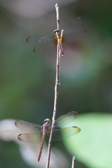 Erythrodiplax lativittata