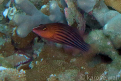 Pseudocheilinus octotaenia