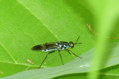 Eudmeta marginata