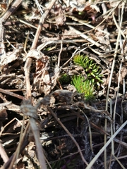 Hippuris vulgaris