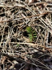 Hippuris vulgaris