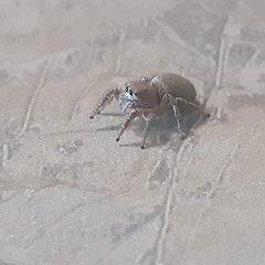 Habronattus coecatus