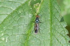 Eudmeta marginata