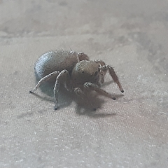 Habronattus coecatus