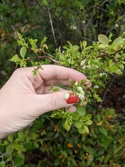 Vaccinium arboreum image