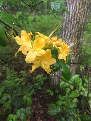 Rhododendron calendulaceum