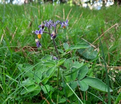 Solanum commersonii