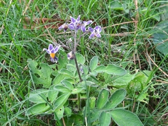 Solanum commersonii