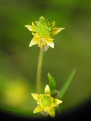 Ranunculus micranthus