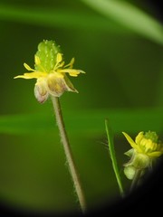 Ranunculus micranthus